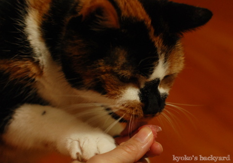 弱肉強食だもんね!_b0253205_05150107.jpg