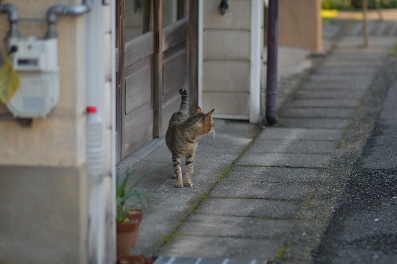 北限に向かうタロちゃん_a0190211_07005182.jpg