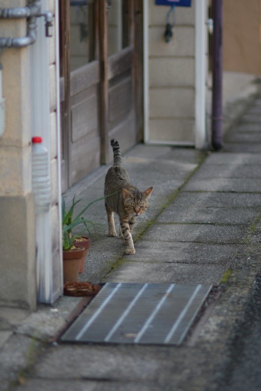 北限に向かうタロちゃん_a0190211_07010296.jpg