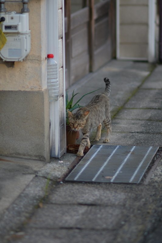 北限に向かうタロちゃん_a0190211_07011265.jpg