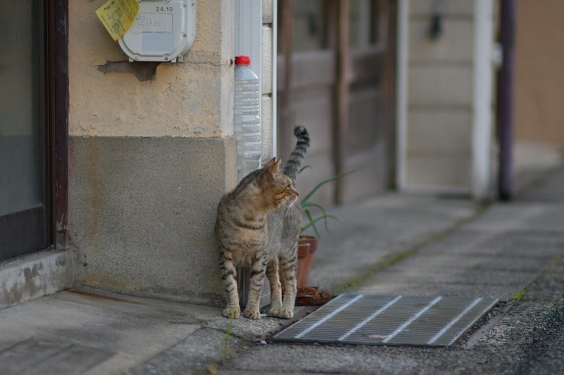 北限に向かうタロちゃん_a0190211_07012349.jpg