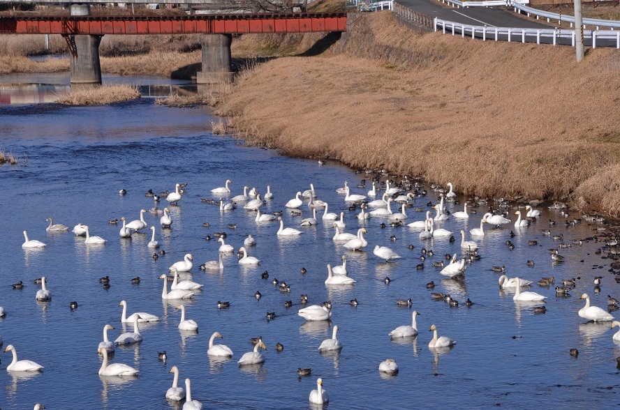 鶯沢の白鳥たち_e0349817_23055002.jpg