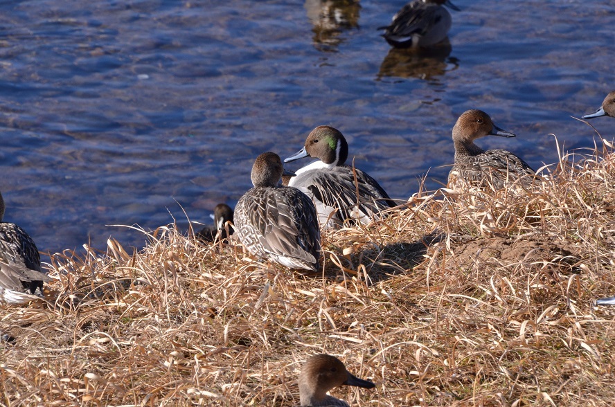鶯沢の白鳥たち : 栗駒山の里だより 鶯沢の白鳥たち : 栗駒山の里だより