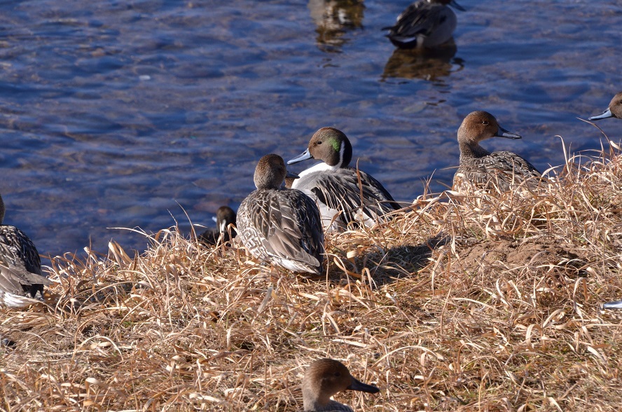 鶯沢の白鳥たち_e0349817_23062316.jpg