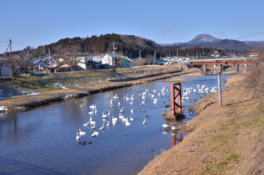 鶯沢の白鳥たち : 栗駒山の里だより 鶯沢の白鳥たち : 栗駒山の里だより
