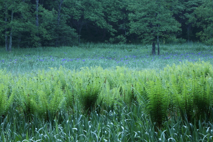 紫・礼讃 終章～カキツバタと羊歯～_d0349418_22003892.jpg