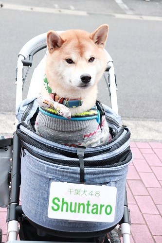 かぼすちゃんに会いにきたわんちゃんたち～2019（6）_e0364523_22583841.jpg