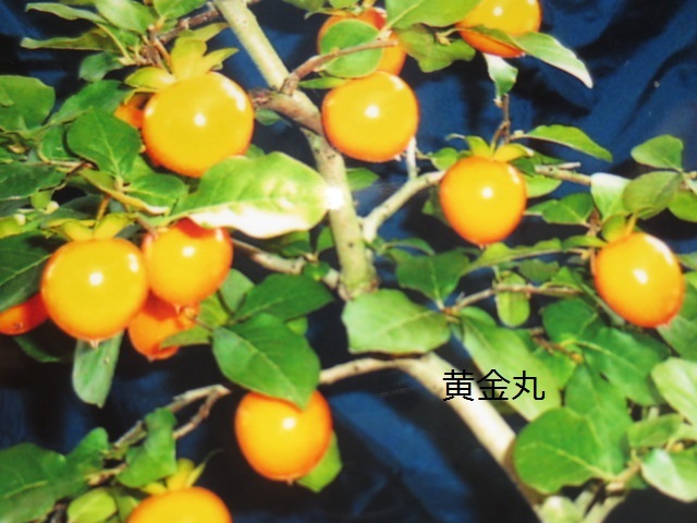 e0168531_16111376.jpg