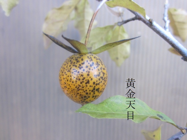 e0168531_16114934.jpg