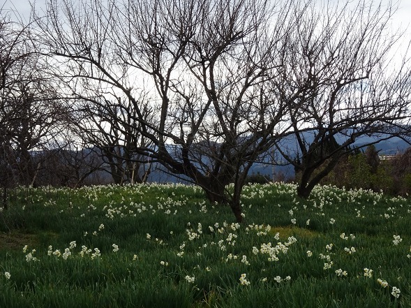 和泉リサイクル環境公園のスイセン_b0299042_23403958.jpg