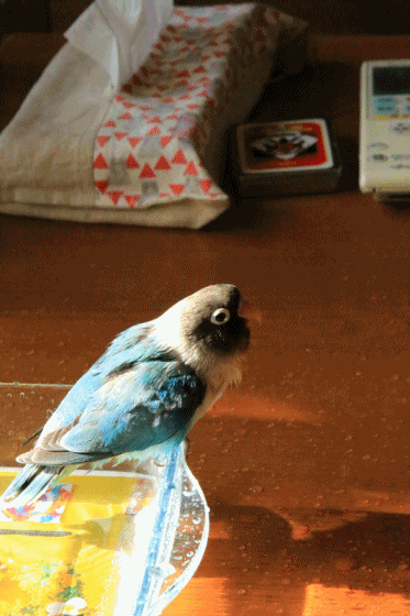 c0145250_09410149.gif