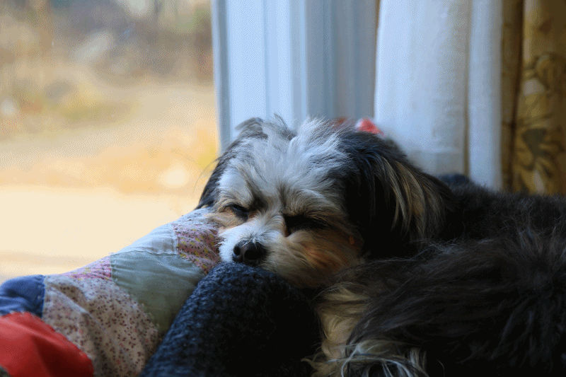 c0145250_09410660.gif