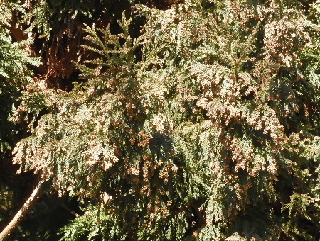 e0172950_20365078.jpg