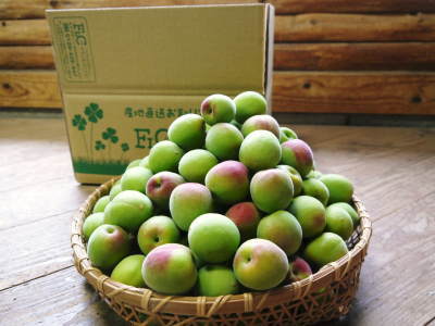 山あいの南高梅 冬の剪定2019 その1:弱い枝に元気な花を咲かせ南高梅の果実を実らせます!_a0254656_16383678.jpg