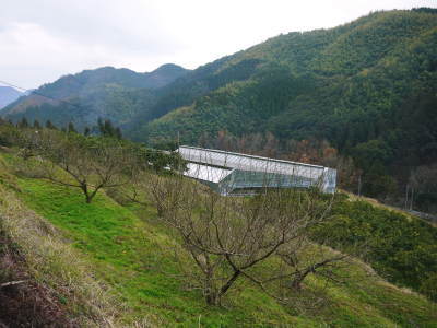 山あいの南高梅 冬の剪定2019 その1:弱い枝に元気な花を咲かせ南高梅の果実を実らせます!_a0254656_16485686.jpg
