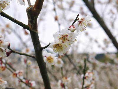 山あいの南高梅　冬の剪定2019　その１：弱い枝に元気な花を咲かせ南高梅の果実を実らせます！_a0254656_17321981.jpg