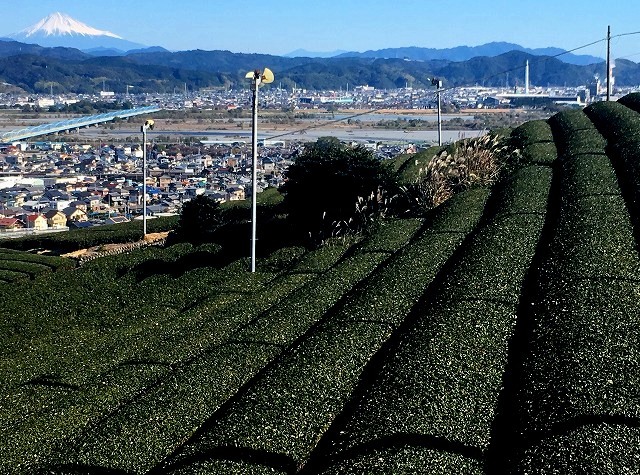 <2017年11月>静岡中部・駿河国(中遠)探訪③:「焼津・島田・牧之原」編_c0119160_21141778.jpg