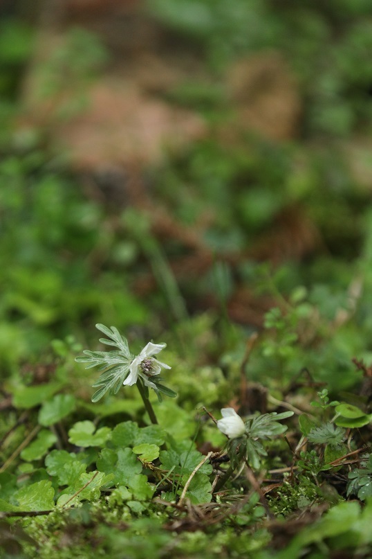 e0304170_17041560.jpg