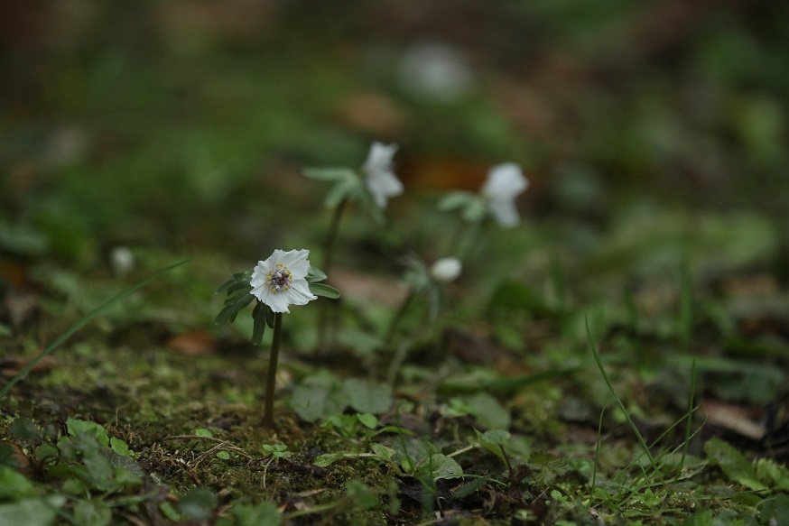 e0304170_17042420.jpg