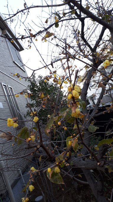 年明け。ツイッター等ネットへの不信。ボスニアの世界最大ピラミッド続報、三囲神社鳥居調べ(参考追加)、枕橋、靖国神社日清戦争凱旋鳥居(修正追記)2019/1/8-16_b0116271_14543872.jpg