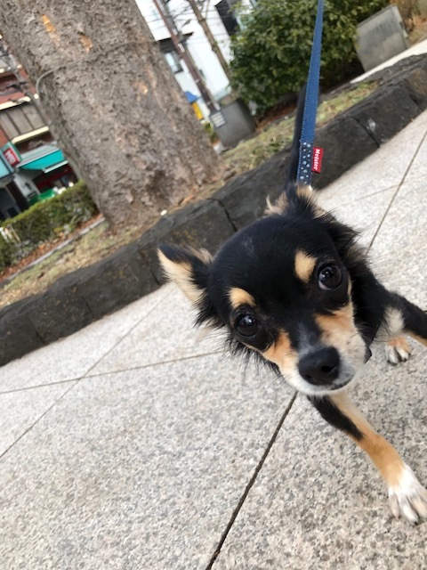 ポーちゃんのお泊り(2019.1.16)_e0367571_20181627.jpg