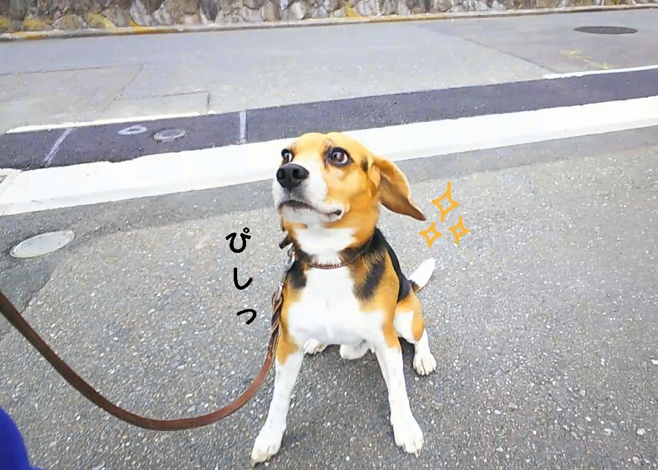 公園に♪(ハイッ)行きましょう♪(ハイハイッ)_f0357682_12161028.jpg