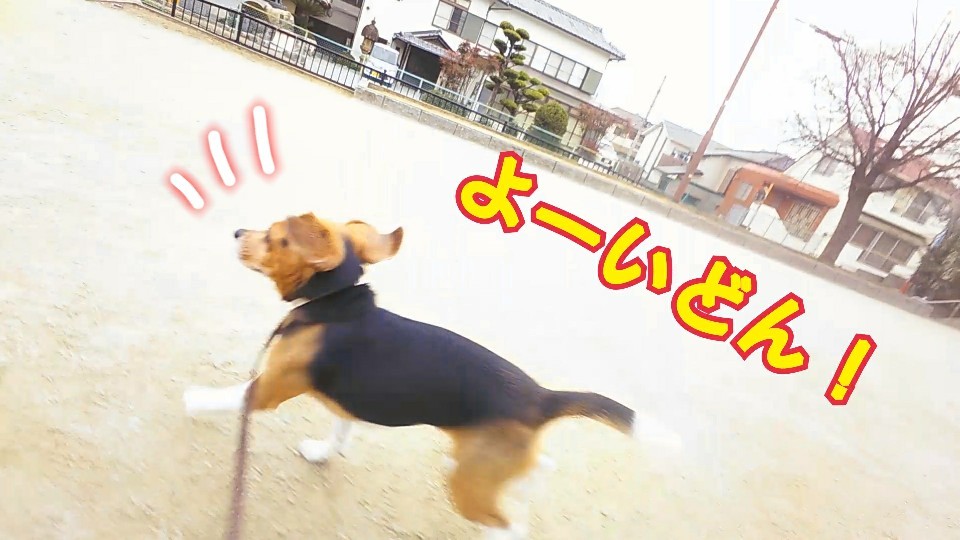 公園に♪(ハイッ)行きましょう♪(ハイハイッ)_f0357682_12161096.jpg