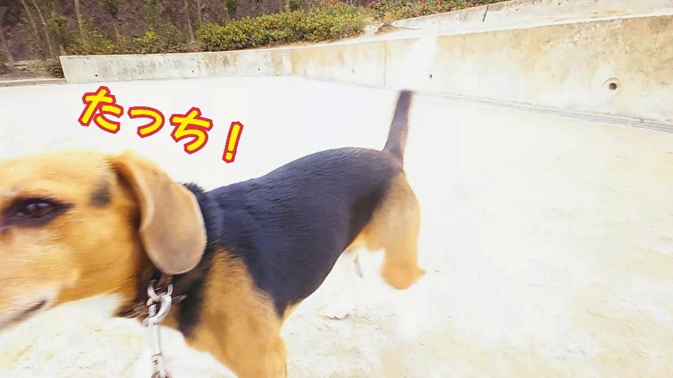 公園に♪(ハイッ)行きましょう♪(ハイハイッ)_f0357682_12163015.jpg
