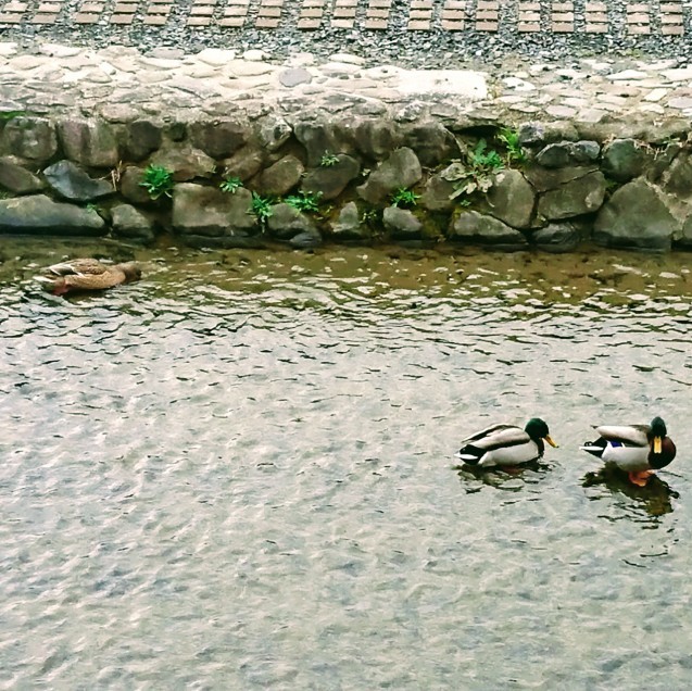 鴨って実は激しいのです_e0167593_00125415.jpg
