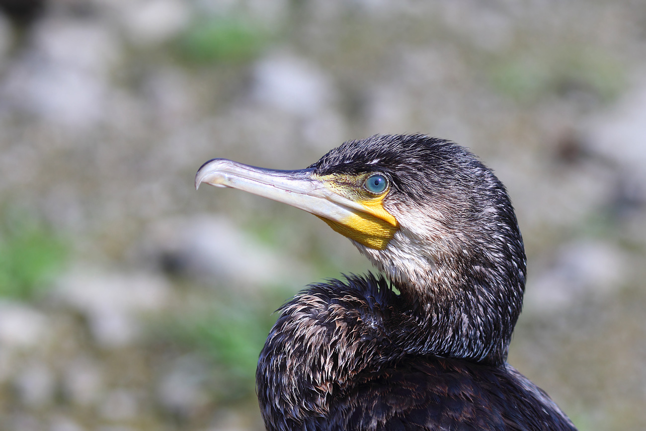 『カワウだって登場』　　　３月13日　_b0409196_09090454.jpg