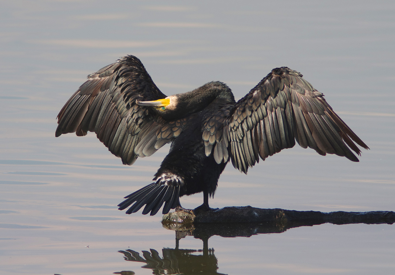 『カワウだって登場』　　　３月13日　_b0409196_09090846.jpg