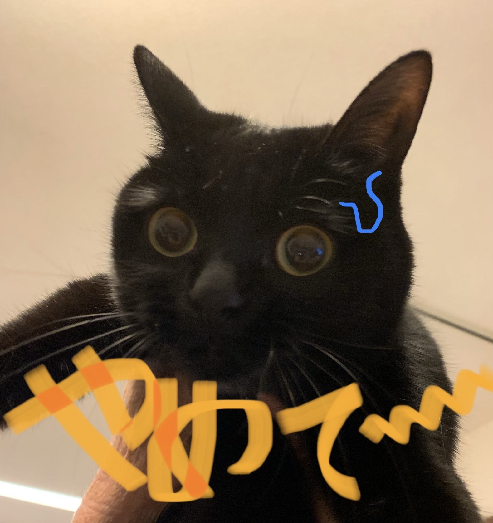 遊ぶ？？_e0358096_22194305.jpeg