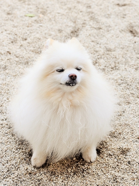人も犬も気をつけて_d0360206_00425455.jpg
