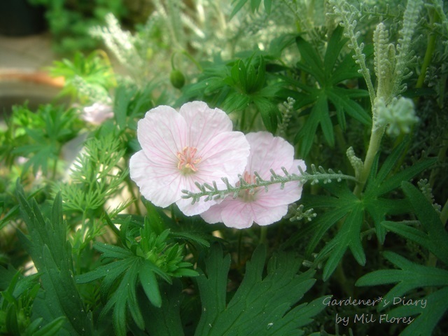 Geranium Striatum_e0365614_16502020.jpg