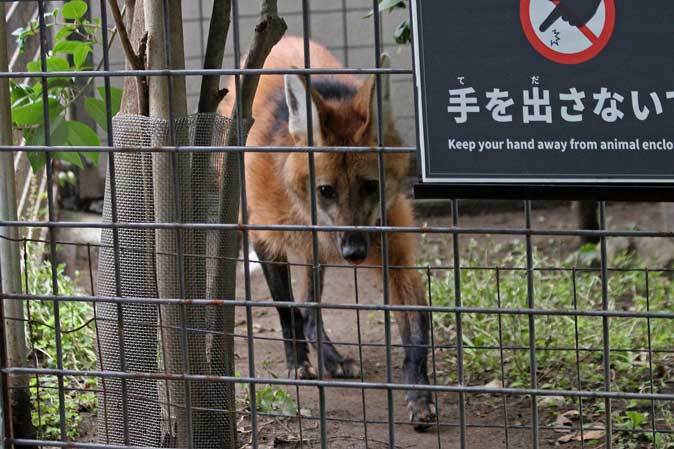 初夏の上野動物園 バイソン プレーリードッグｂａｂｙとタテガミオオカミのｎｅｗフェイス 続々 動物園ありマス