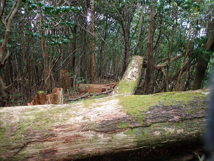 f0193521_2185452.jpg