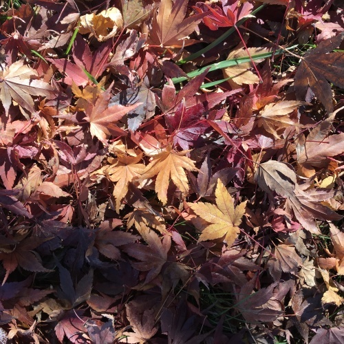 a0291132_17533935.jpeg