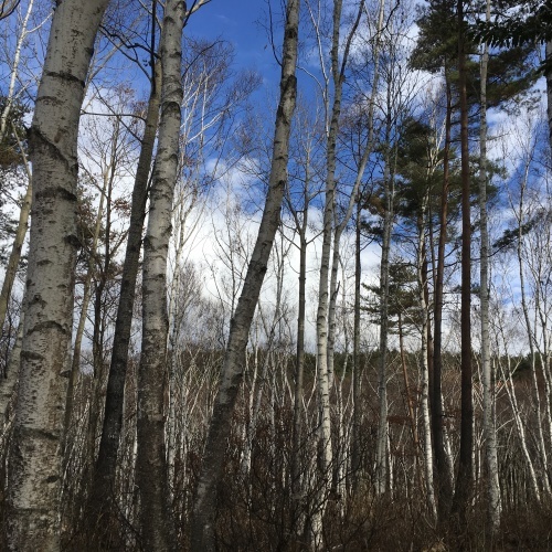 a0291132_17574550.jpeg