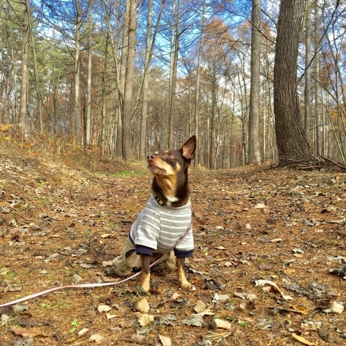 a0291132_17590945.jpeg