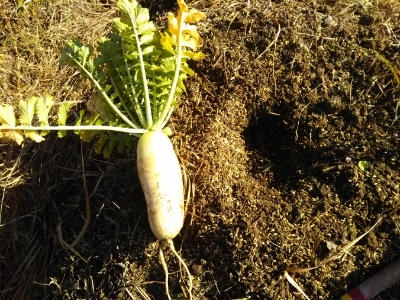 種採り用に植え替え 大根 人参 南国畑 化学物質過敏症 風のたより2