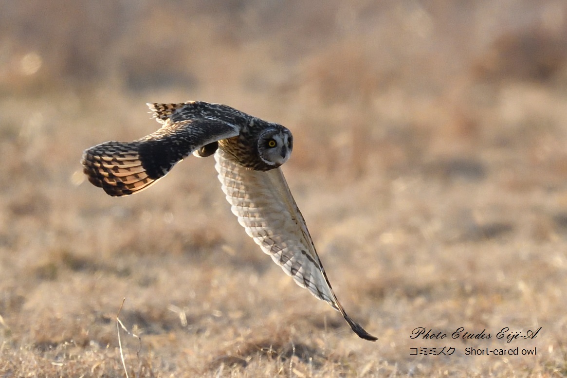 コミミズクの狩り_e0365355_22473998.jpg