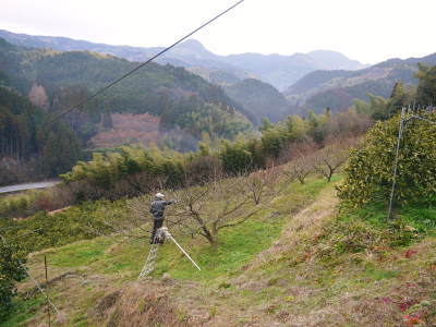 山あいの南高梅 冬の剪定2019 その2:匠の剪定作業!_a0254656_17372861.jpg