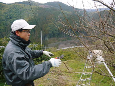 山あいの南高梅 冬の剪定2019 その2:匠の剪定作業!_a0254656_17552640.jpg