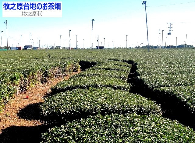 <2017年11月>静岡中部・駿河国(中遠)探訪③:「焼津・島田・牧之原」編_c0119160_07175483.jpg