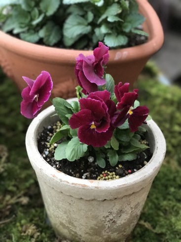 1月8日のブログ続き 落合けいこさんのパンジービオラ 宮崎の花屋 アナーセン 1月8日のブログ続き 落合けいこさんのパンジービオラ 宮崎の花屋 アナーセン