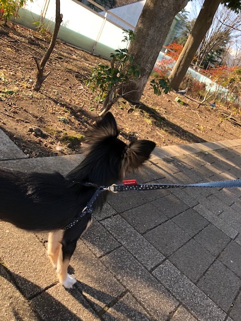 ポーちゃんのお泊り(2019・1.17)_e0367571_21212806.jpg