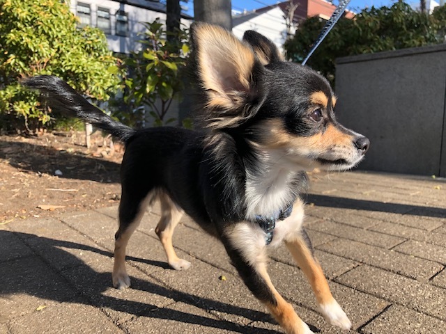ポーちゃんのお泊り(2019・1.17)_e0367571_21220050.jpg