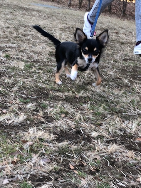 ポーちゃんのお泊り(2019・1.17)_e0367571_21231442.jpg