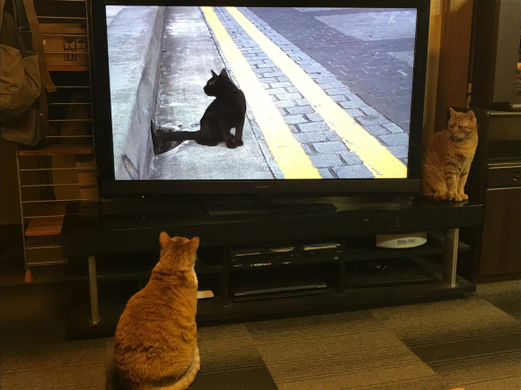 猫散歩 好きだね 小樽botaマスの今夜もwhisky 猫散歩 好きだね 小樽botaマスの今夜もwhisky