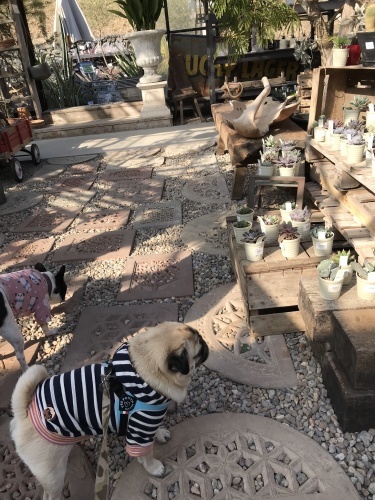 d0377714_12574292.jpeg